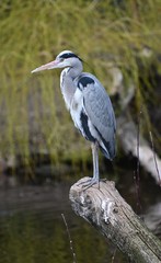 great blue heron