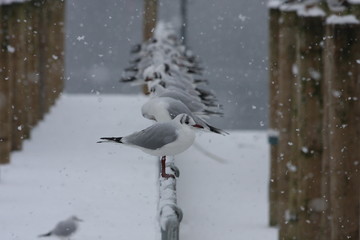 Gull is a row in the snow