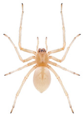 The Cheiracanthium mildei spider from the Eutichuridae family. Northern yellow sac spider isolated on white background. Dorsal view of yellow sac spider.