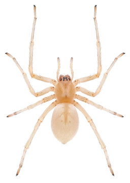The Cheiracanthium mildei spider from the Eutichuridae family. Northern yellow sac spider isolated on white background. Dorsal view of yellow sac spider.