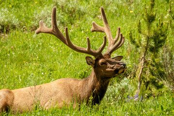 Naklejka na ściany i meble Bull Elk rests in the afternoon sun on a grass field
