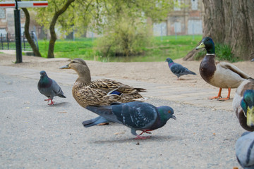 The pigeon Guillemont Cepphus columba is a black duck, like a bird with bright red legs, feeding near the shore