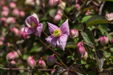 View of pastel rosa flowering bush in the spring time garden
