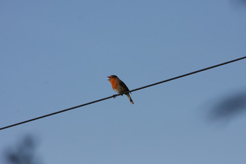 Robin on wire