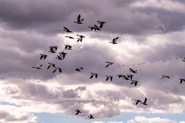 Close up of a flock of Snow Geese through a cloudy sky in the light of the evening