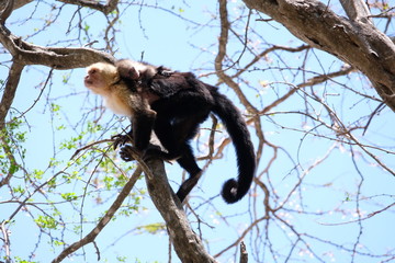 Cappucin monkey with a baby
