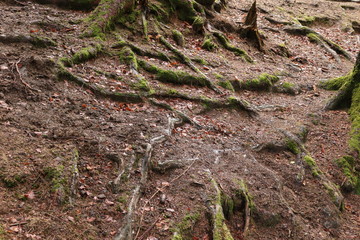 Waldboden am Hang