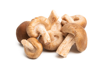 Fototapeta premium shiitake mushroom isolated