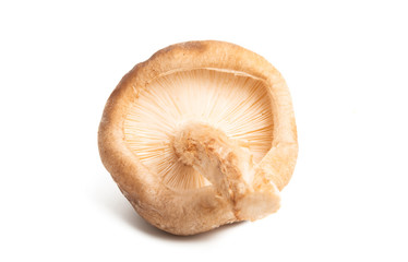 shiitake mushroom isolated
