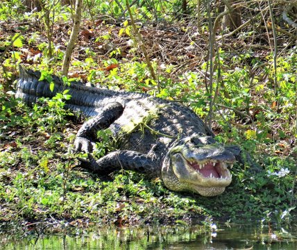 An American Alligator waiting for its prey with an open mouth