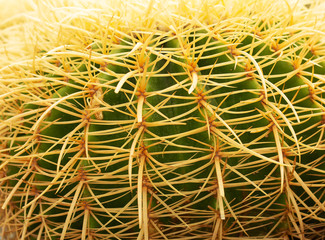 closeup cactus