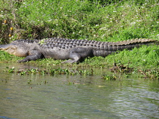 An American Alligator at Brazos Bend State Park near Houston, Texas