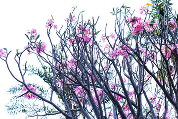 blooming pink baobab
