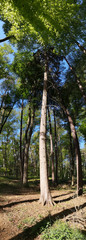 Fototapeta premium Wald