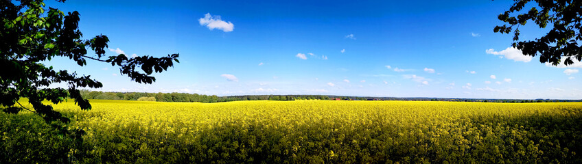 Obraz premium Rapsfeld