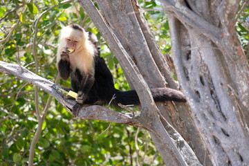 Cappucin monkey with a baby