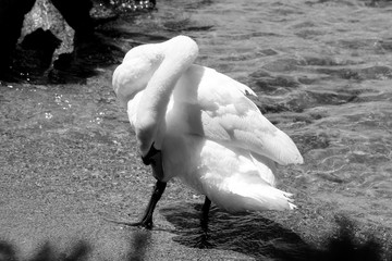 cisne