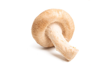 shiitake mushroom isolated