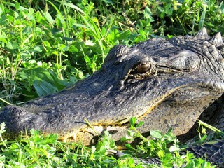 An American Alligator at Brazos Bend State Park near Houston, Texas