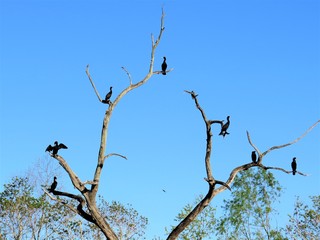 Swamp birds perched on the branches of a dried tree at Brazos Bend State Park