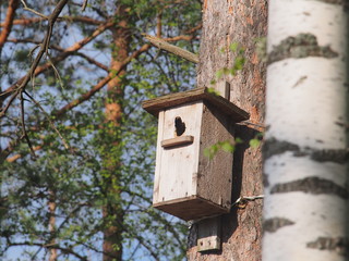 Starling looks out of the birdhouse. The bird on the nest.