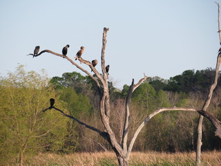 Swamp birds perched on the branches of a dried tree at Brazos Bend State Park