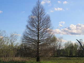 A leafless swamp tree in Brazos Bend State Park near Houston, Texas