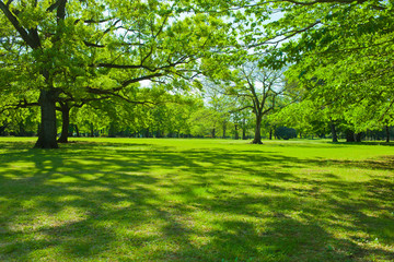 shade of trees in the garden