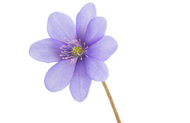 Hepatica Nobilis - first Spring Flower isolated