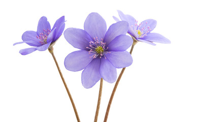 Fototapeta na wymiar Hepatica Nobilis - first Spring Flower isolated