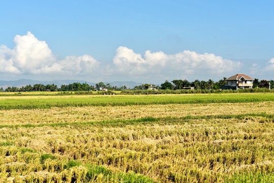 Around the Santiago City, Isabela, Philippines, Santiago City Sightseeing , Rice Field, one of major cities of rice procedures in the Philippines