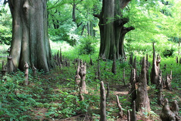 ラクウショウの気根