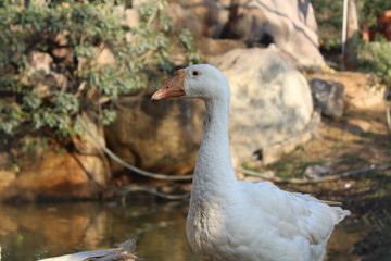 Left side of a duck full shot with clearly visible eyes and beak