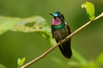 Purple-throated Mountain-gem - Lampornis calolaemus  a hummingbird which breeds in the mountains of southern Nicaragua, Costa Rica and western Panama
