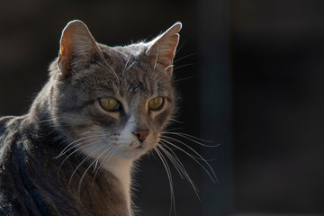 portrait of a cat in a village