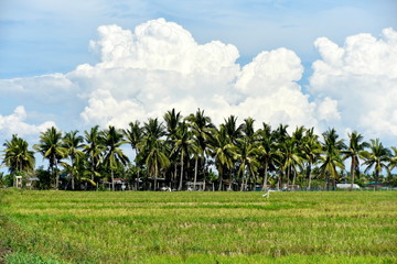 Obraz premium Around the Santiago City, Isabela, Philippines, Santiago City Sightseeing , Rice Field, one of major cities of rice procedures in the Philippines