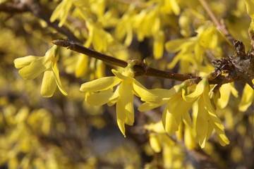 forsythia bush with yellow flowers