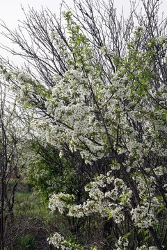 white flowers of blooming cherry tree in orchard