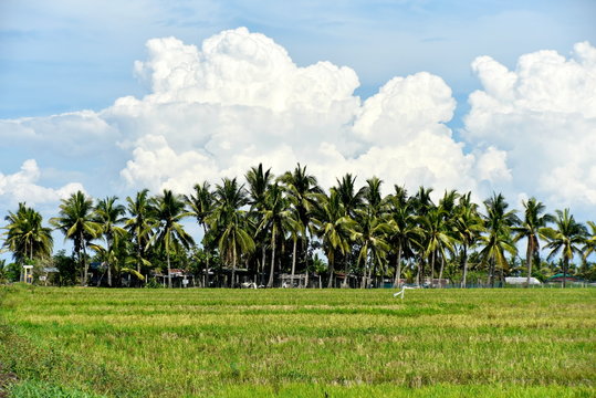 Around the Santiago City, Isabela, Philippines, Santiago City Sightseeing , Rice Field, one of major cities of rice procedures in the Philippines