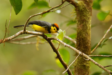 Collared Redstart Whitestart - Myioborus torquatus also known as the collared redstart, is a tropical New World warbler endemic to the mountains of Costa Rica and western-central Panama