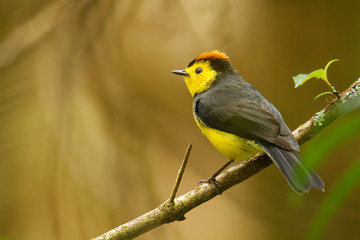 Collared Redstart Whitestart - Myioborus torquatus also known as the collared redstart, is a tropical New World warbler endemic to the mountains of Costa Rica and western-central Panama