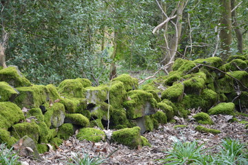 Old Walls in Deep Forest near Ilkley