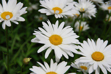 Large daisies on a green background.