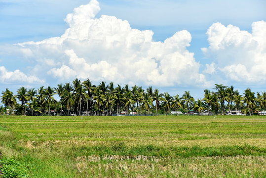 Around the Santiago City, Isabela, Philippines, Santiago City Sightseeing , Rice Field, one of major cities of rice procedures in the Philippines
