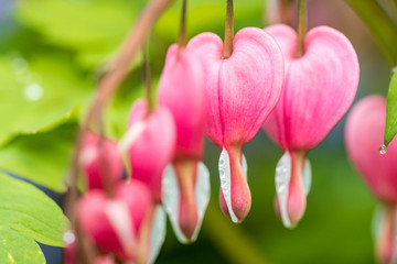 close up of couple beautiful pink bleeding blood flowers on the branch with green background