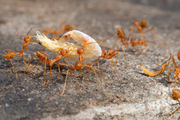 Red Ants are sending food to each other,Teamwork