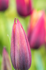 beautiful pink tulip flower buds with blurry flower field background