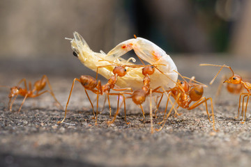Red Ants are sending food to each other,Teamwork