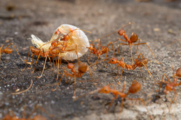 Red Ants are sending food to each other,Teamwork