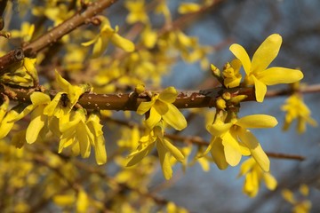 forsythia bush with yellow flowers